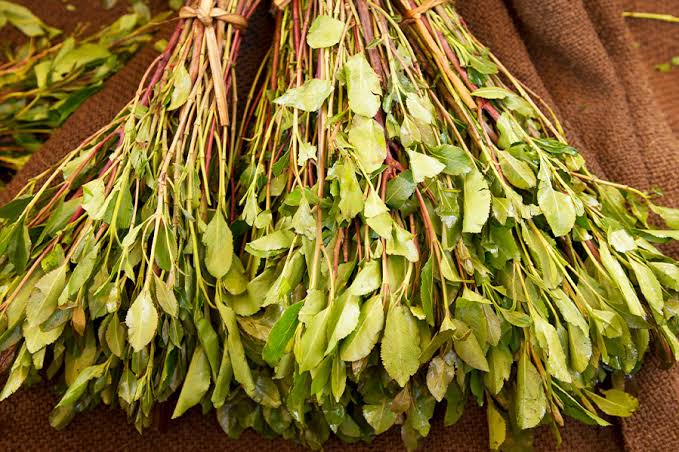 Fresh Khat Leaves